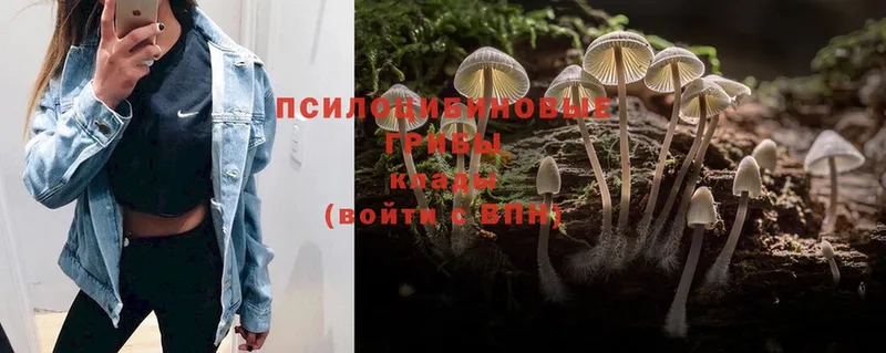 Псилоцибиновые грибы Psilocybe Красноармейск